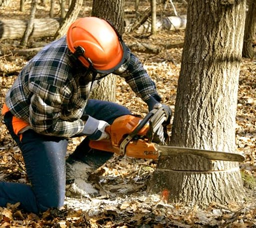 Tree Removal in Springview, NE